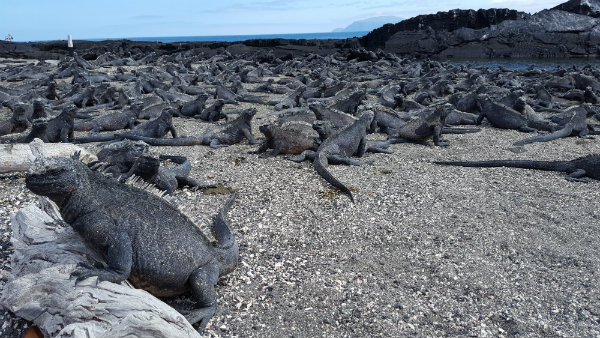 איי גלפגוס מידע