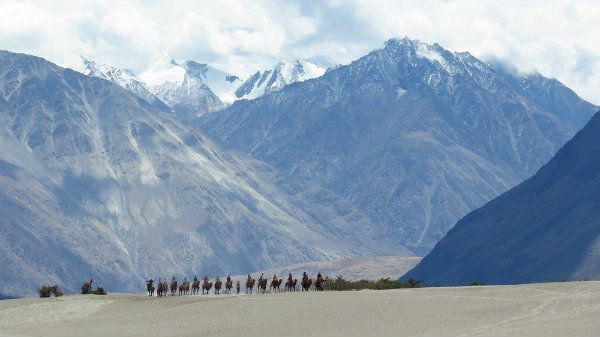 טיול גמלים לדאק הודו