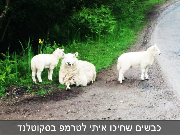 כבשים שחיכו איתי לטרמפ בסקוטלנד