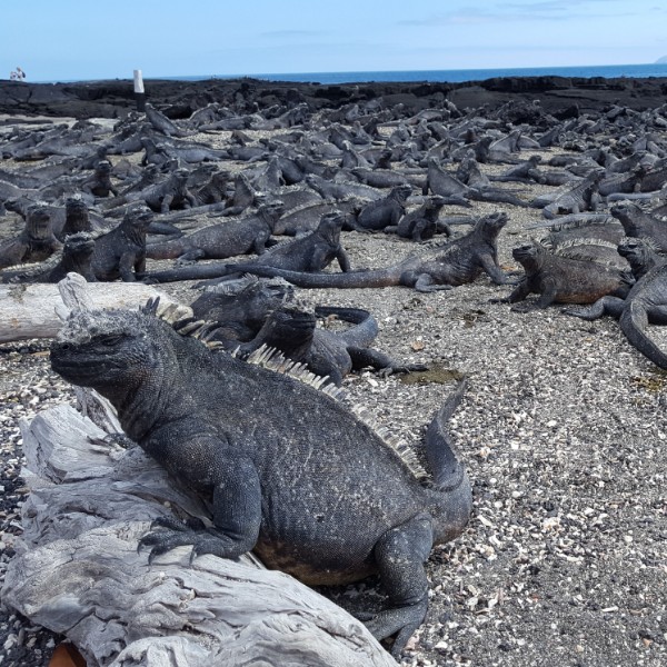 לטאות בגלאפגוס