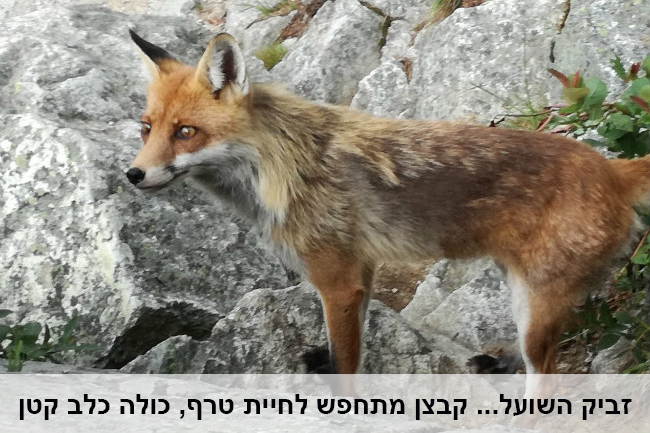 מסלול-רגלי-יפה-בהרי-הטטרה