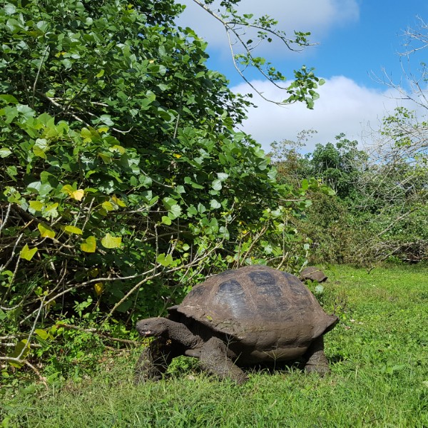 צבי ענק גלפגוס