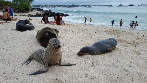 שייט באיי גלפגוס