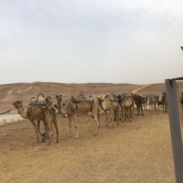 טיול גמלים במדבר