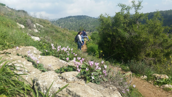 מסלול בהרי ירושלים עם ילדים