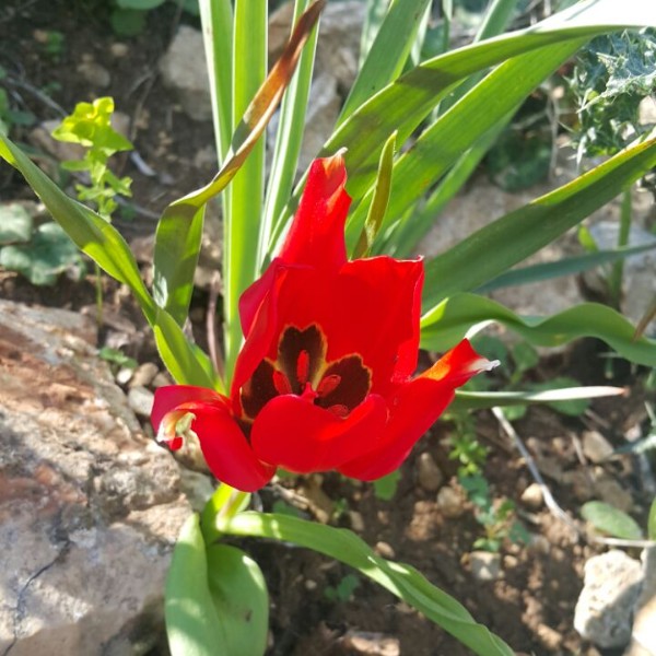 צבעוני פריחה בצפון