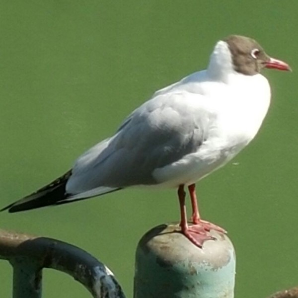 ציפורי מים בירדנית